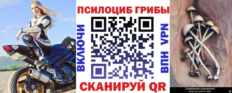Галлюциногенные грибы Psilocybe как найти даркнет какой сайт Урень